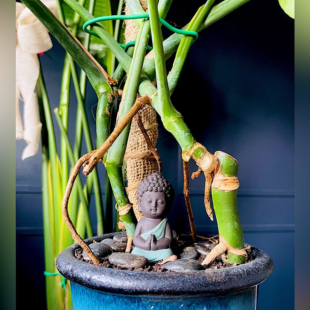 Little Buddha Meditating